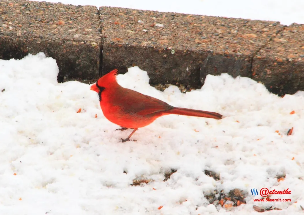 Northern Cardinal IMG_0036.JPG