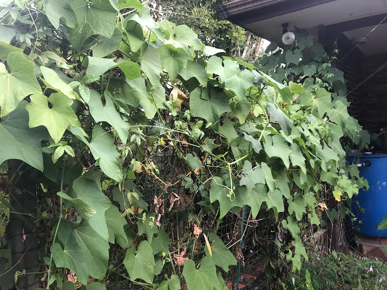 Choko vine