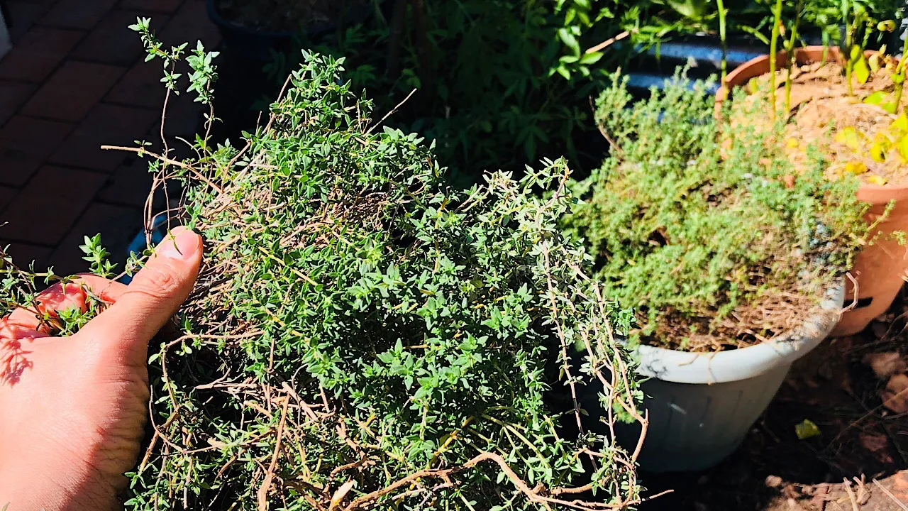 Thyme