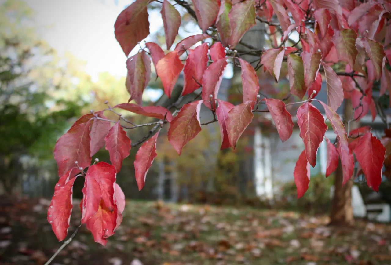 IMG_7798.jpg