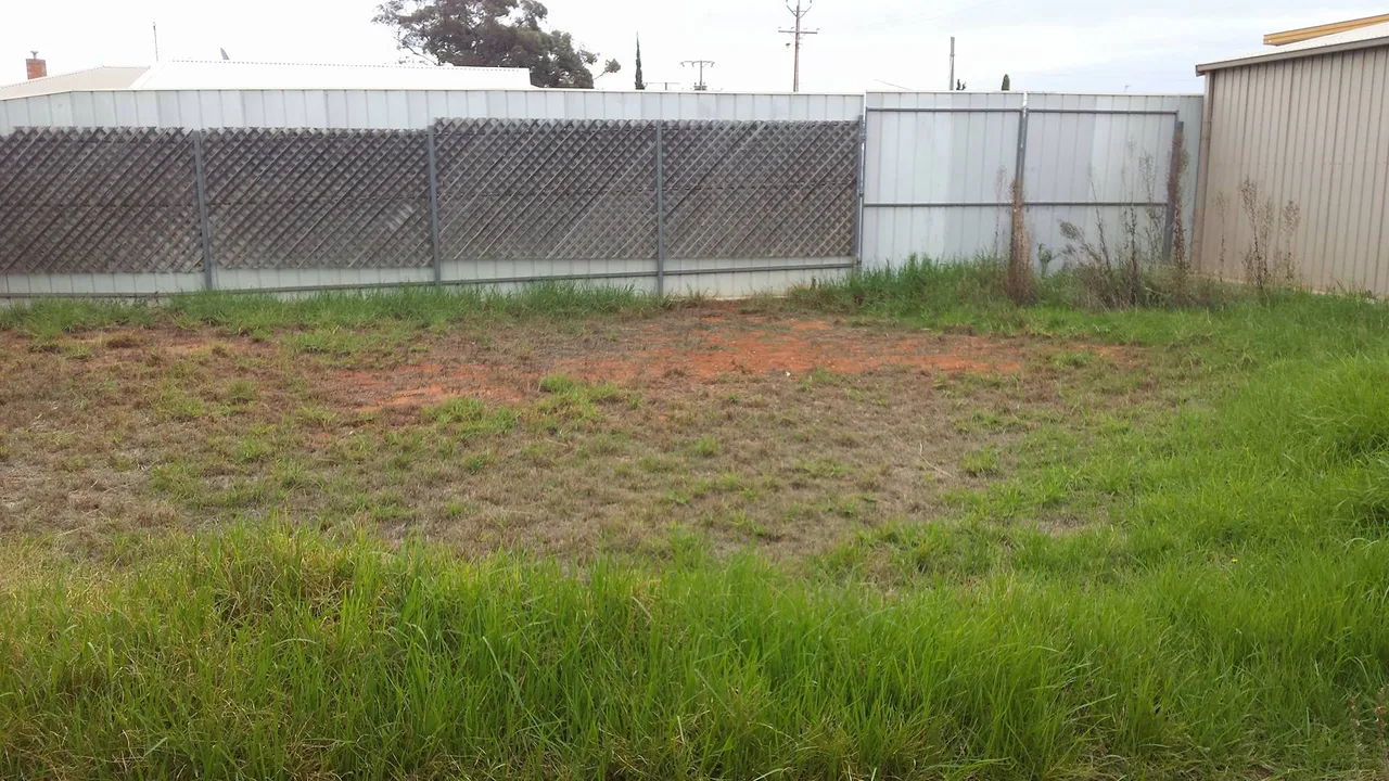 backyard.jpg
