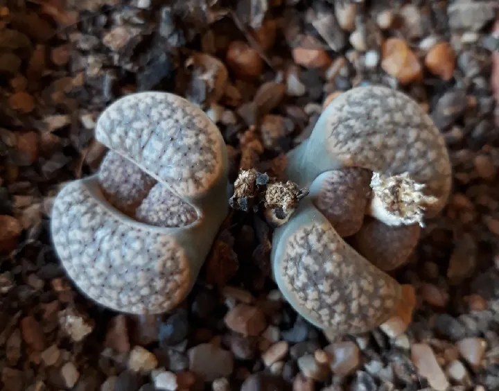 Lithops3.jpg