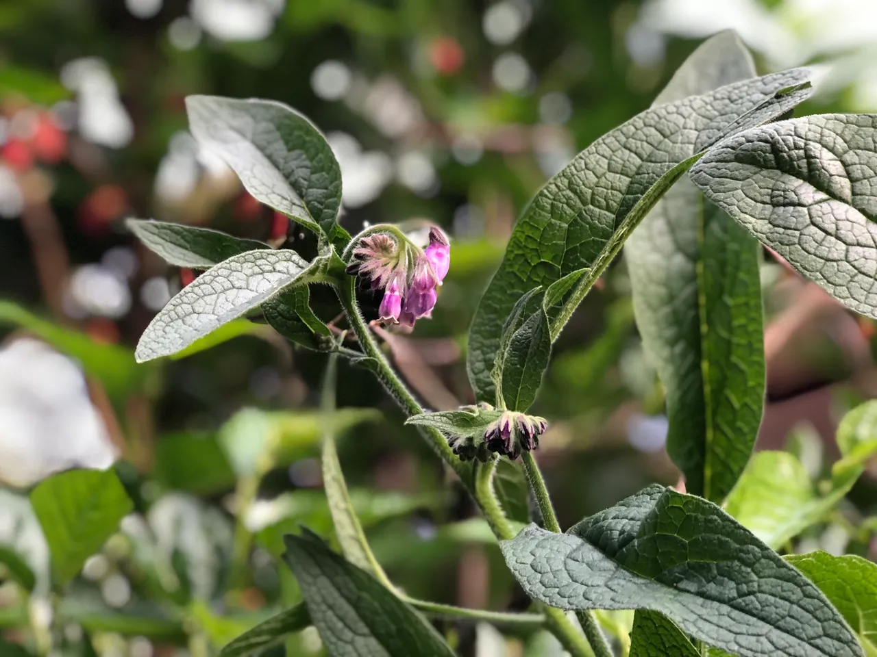 Comfrey flower