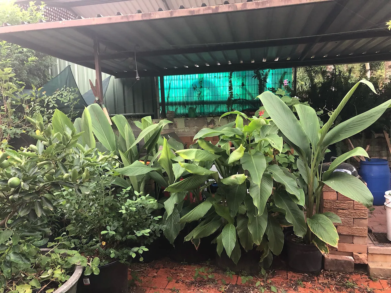Turmeric and Black Turmeric