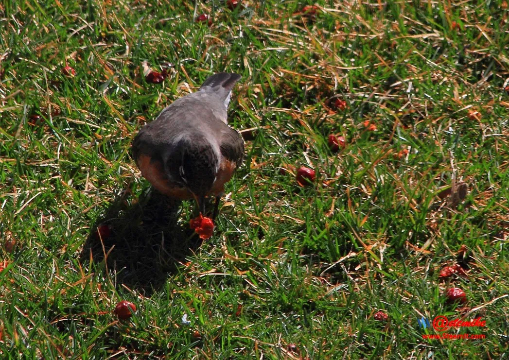 American Robin IMG_0030.JPG