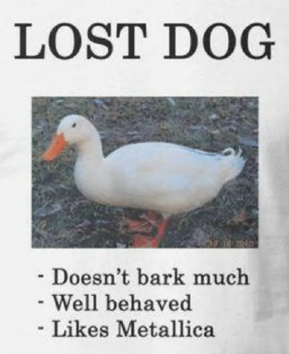 lost-dog.png