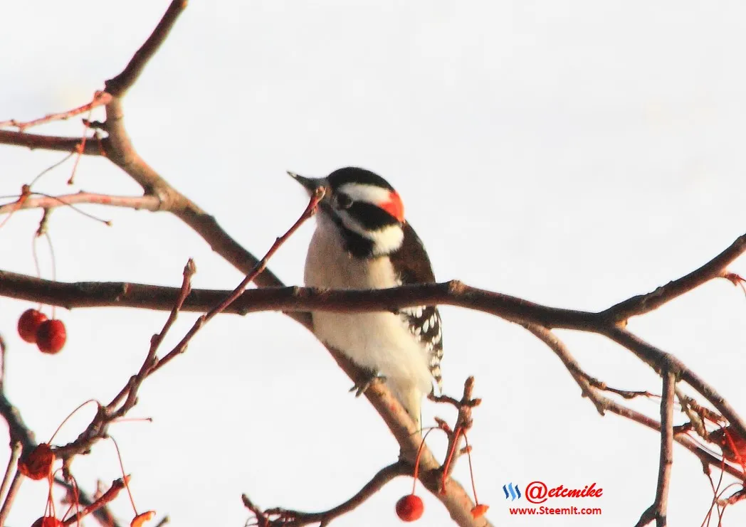 Downy Woodpecker IMG_0085.JPG