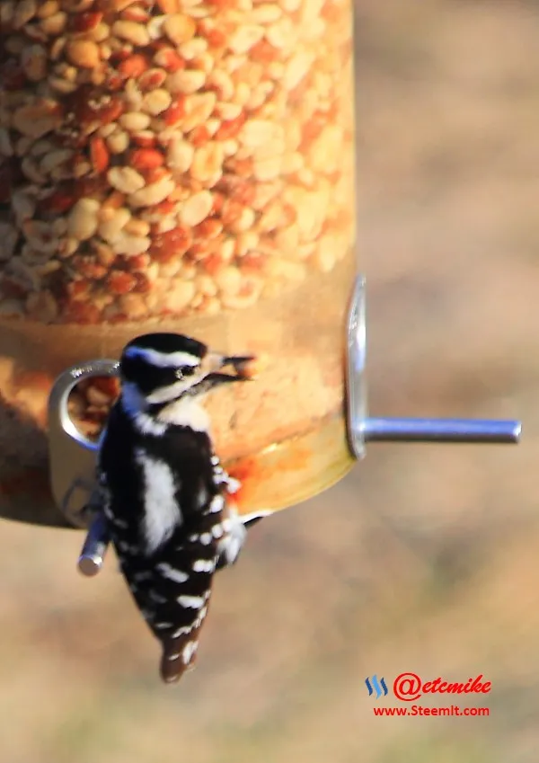 Downy Woodpecker IMG_0175.JPG