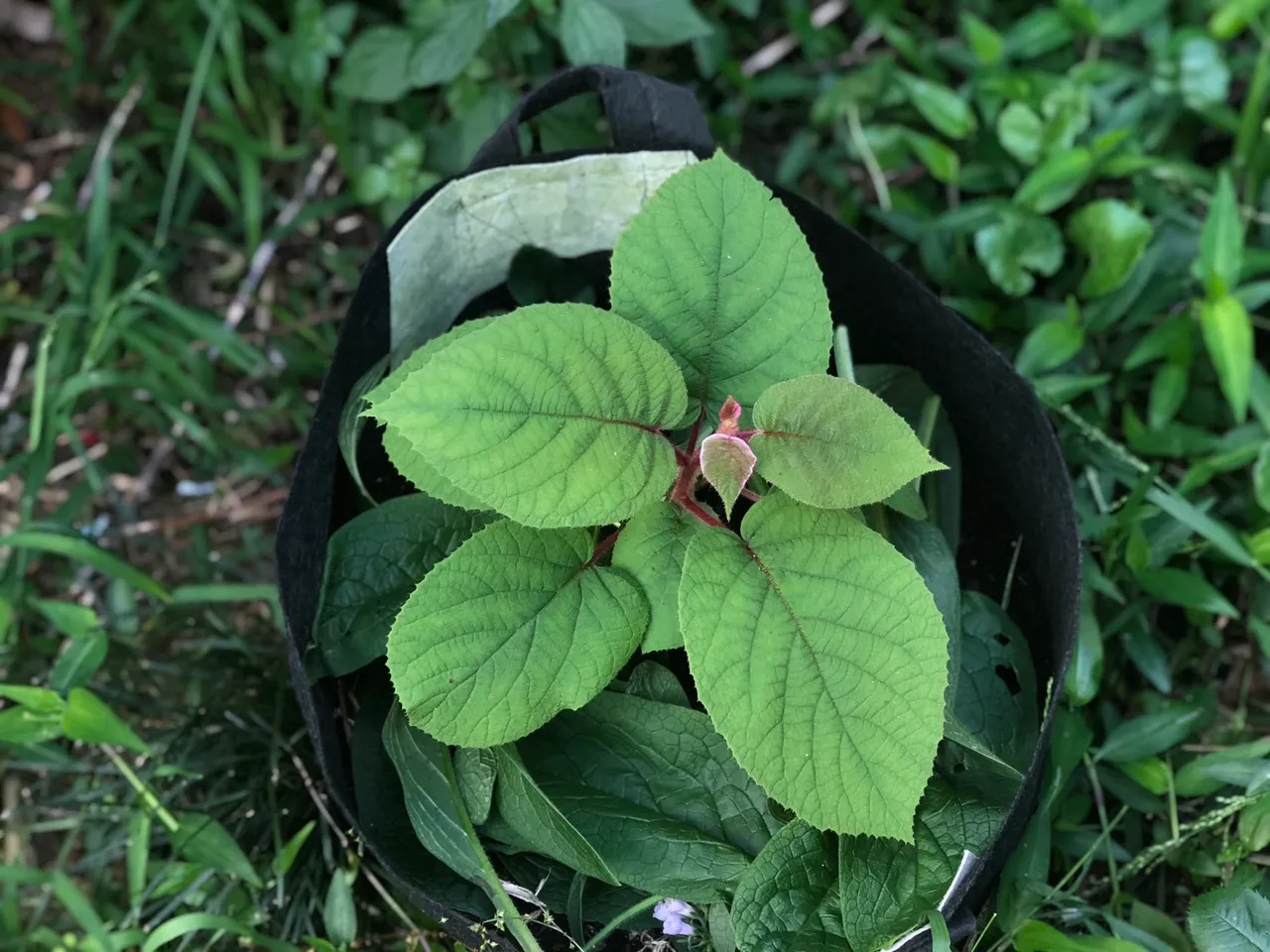 Kiwi plant