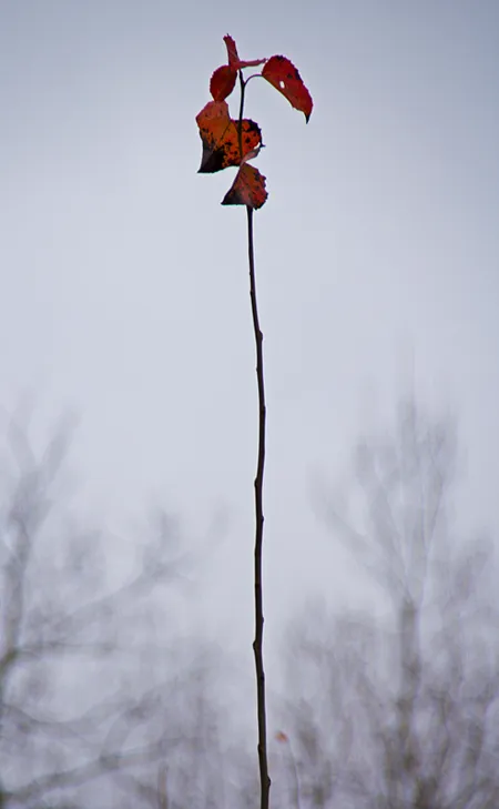_MG_6834.png