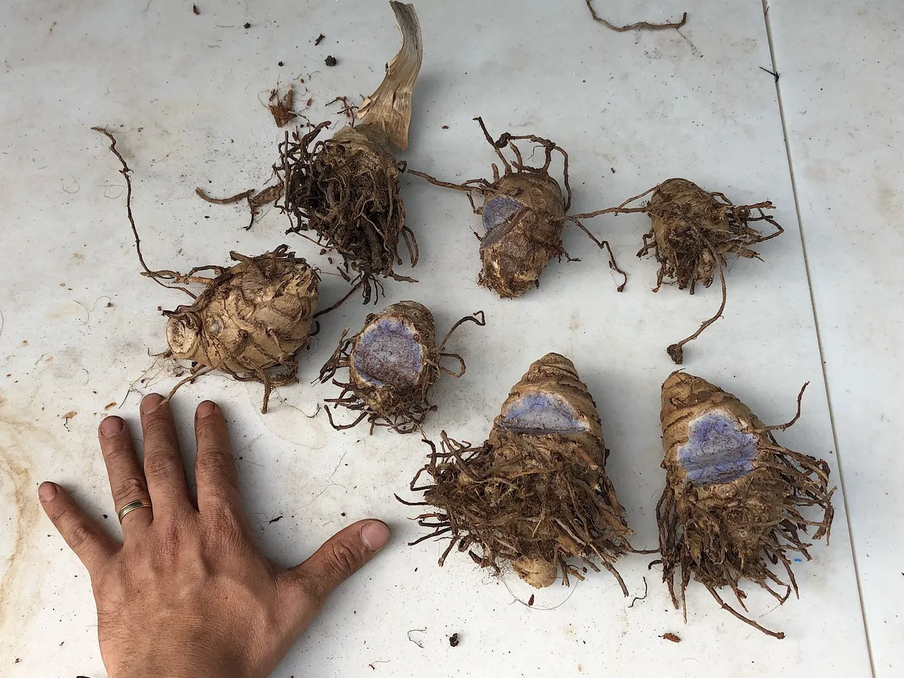 Black Turmeric Curcuma caesia bulbs