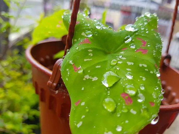 Plants05.jpg