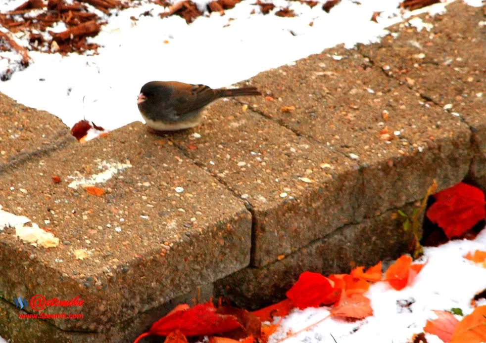 Dark-eyed Junco PFW01-11.JPG
