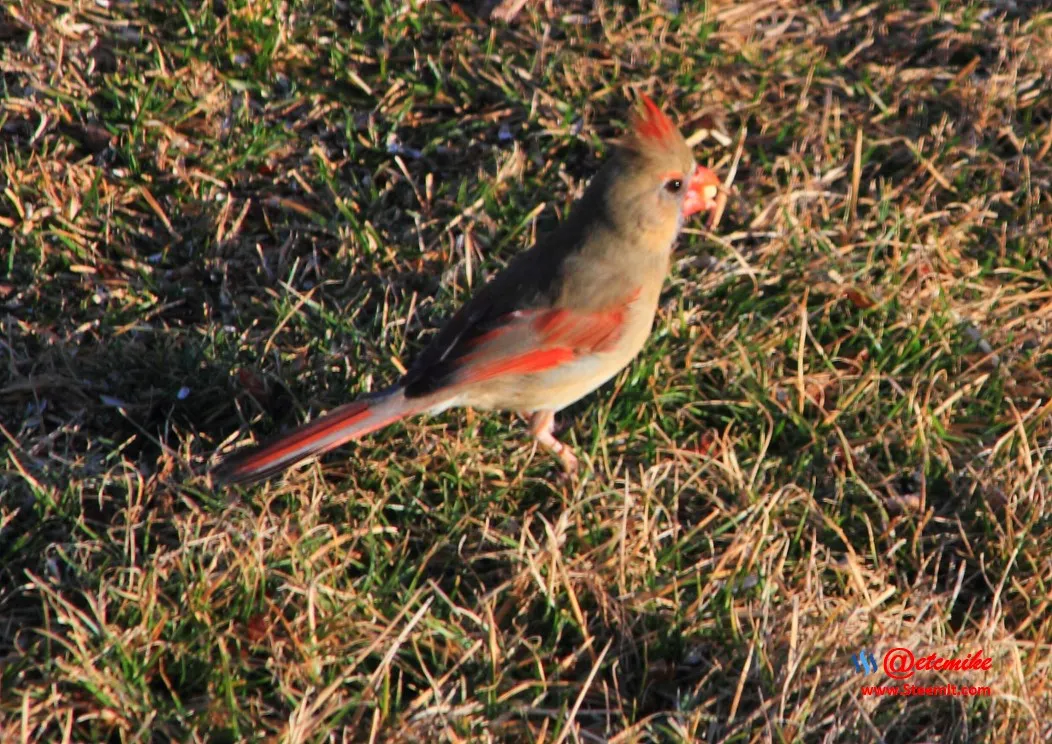 Northern Cardinal IMG_0147.JPG