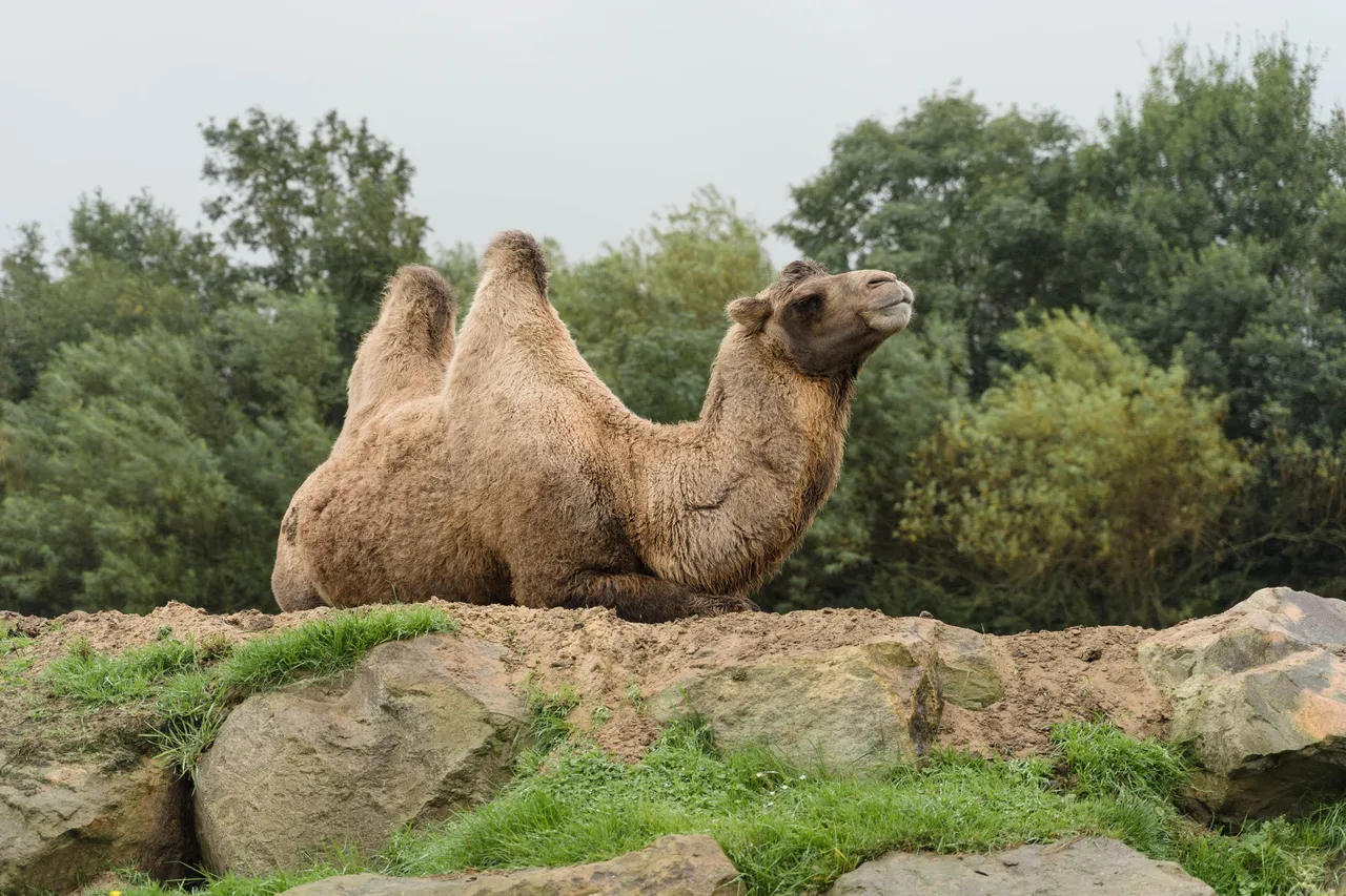 Camel