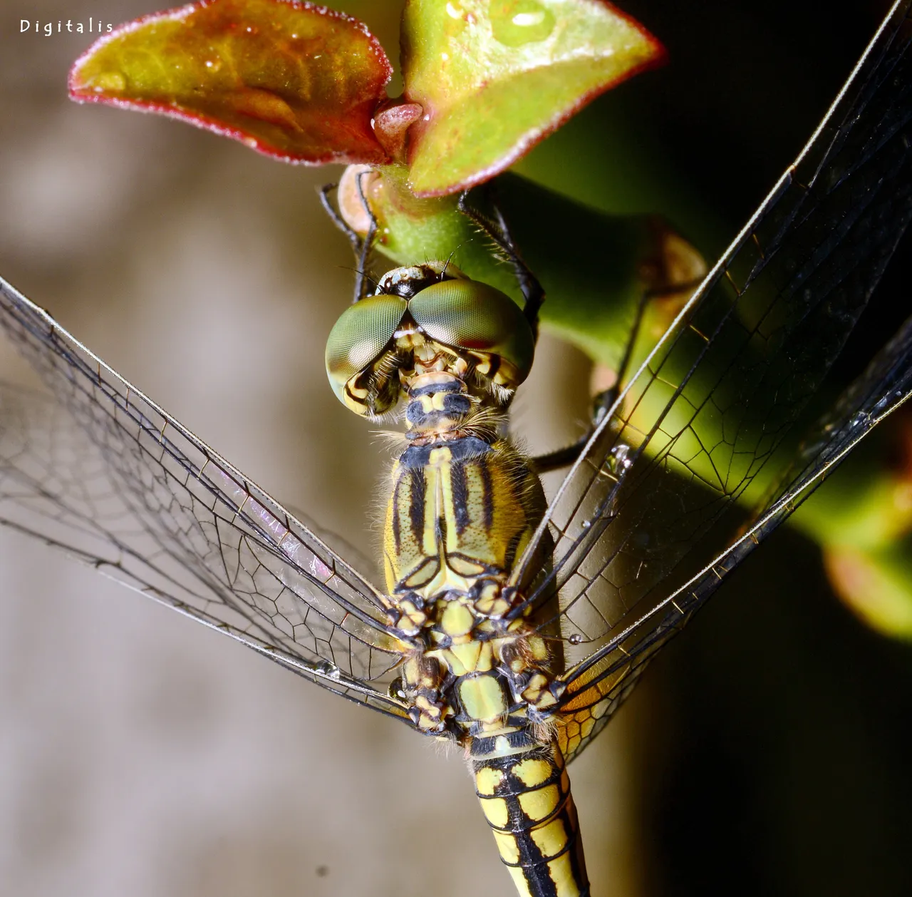 DSC_4432.JPG