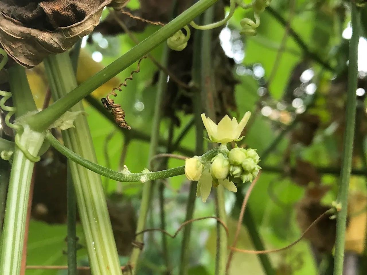 Choko flower