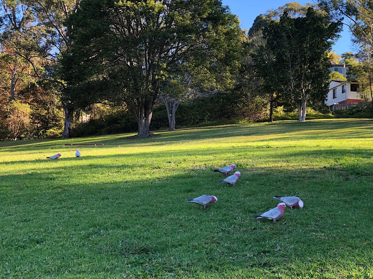 Galah, Rose-Breasted Cockatoos