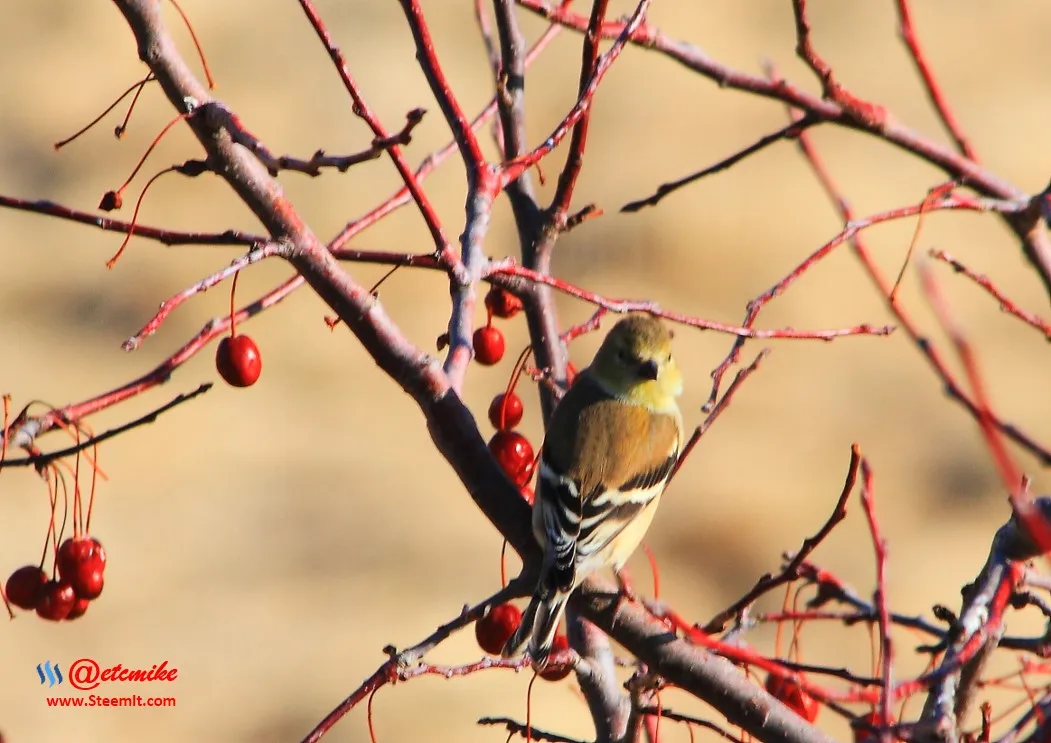 American Goldfinch IMG_0007.JPG