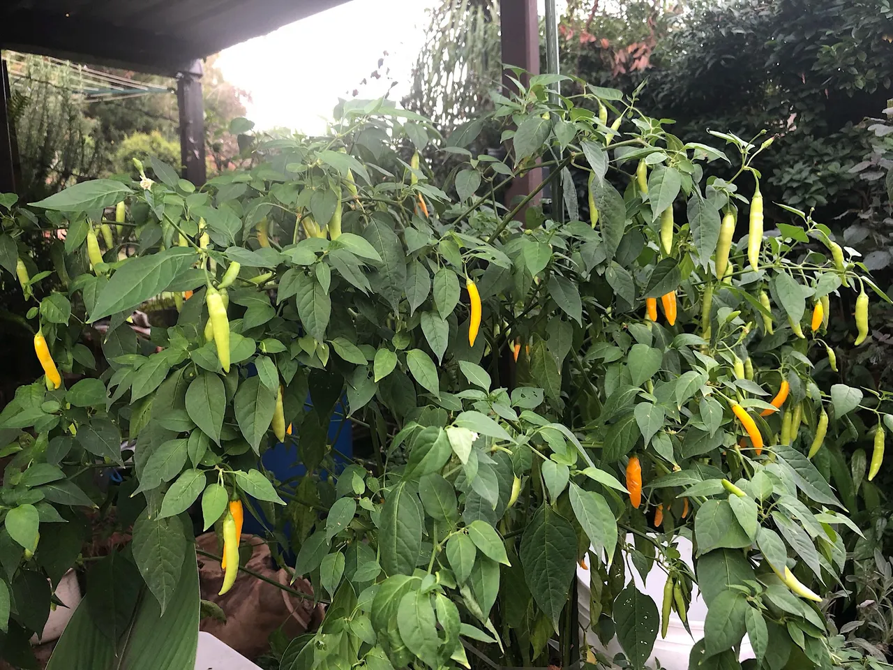 Sunshine chili