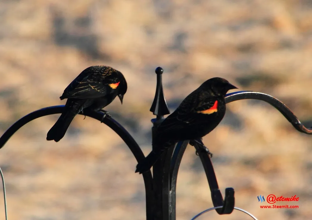 Red-Winged Blackbird IMG_0023.JPG