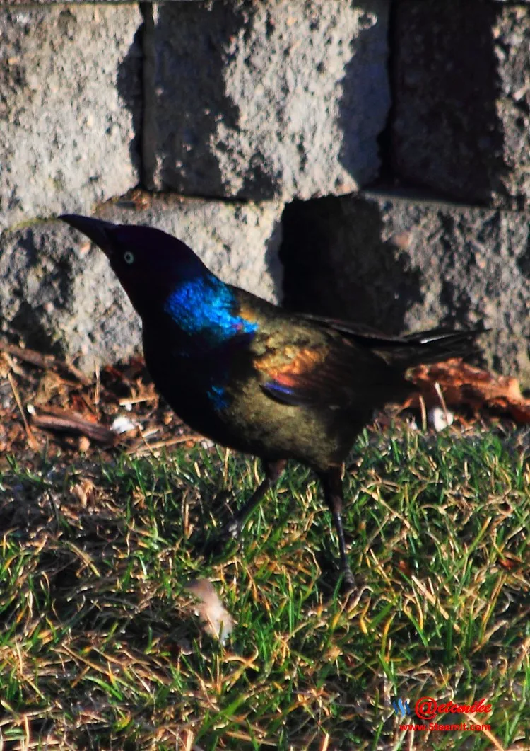 Common Grackle IMG_0183.JPG