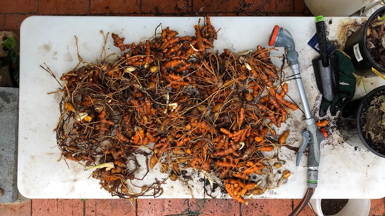 Harvest of Turmeric