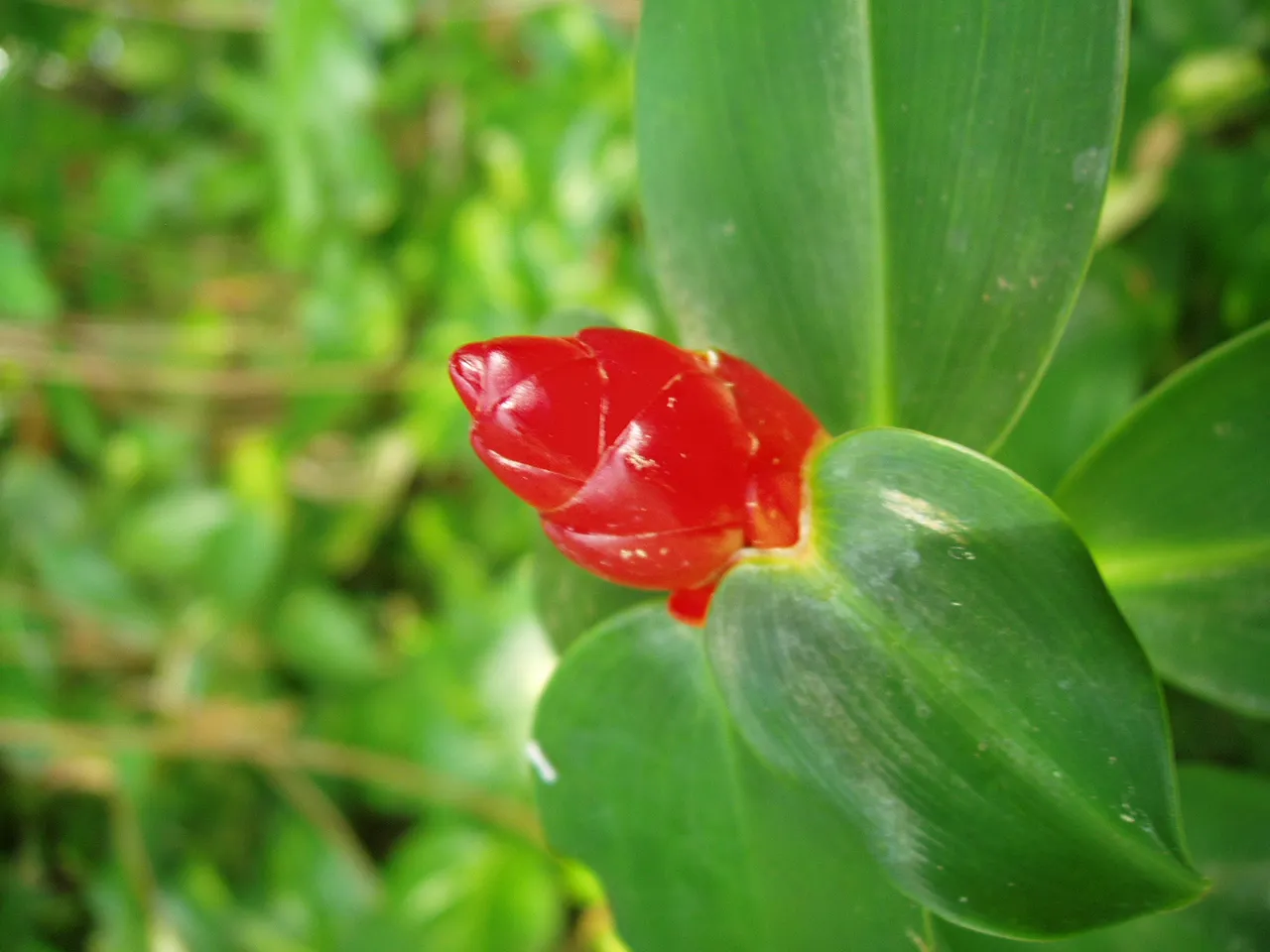 Queen Sirikit Park - flower