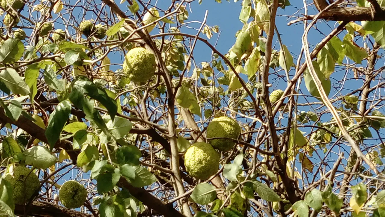DSC_1410.JPG