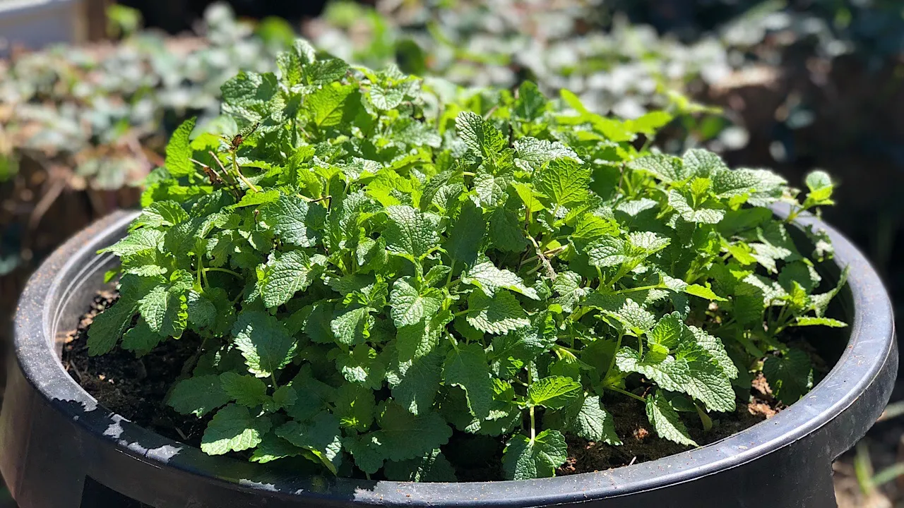 Lemon balm