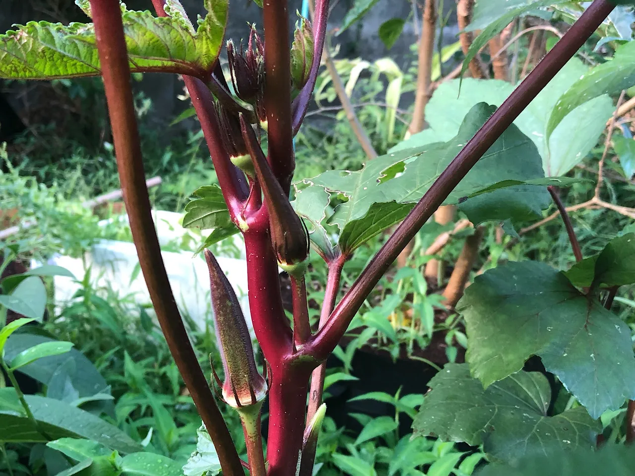 Red Okra