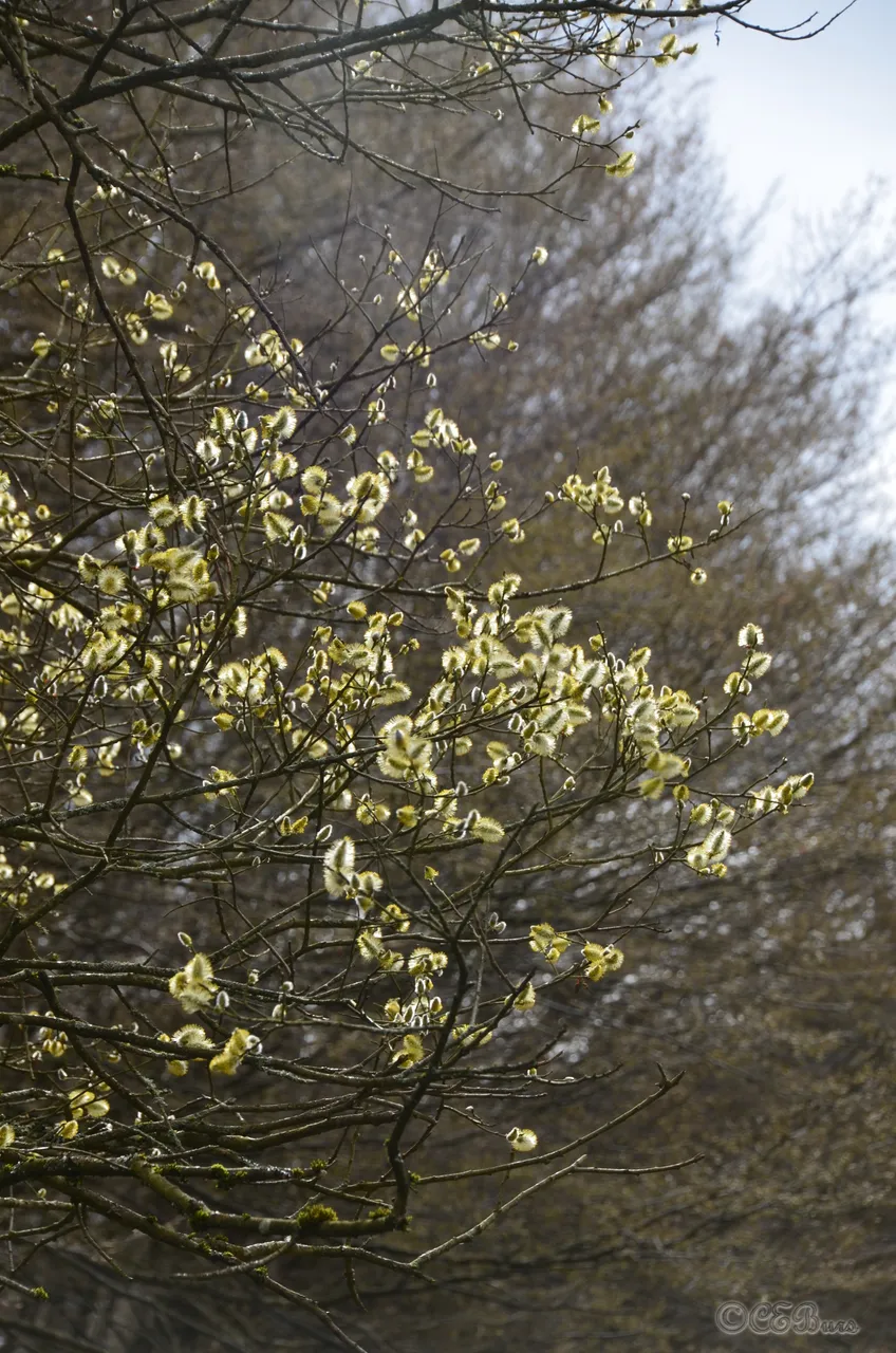DSC_1252.JPG