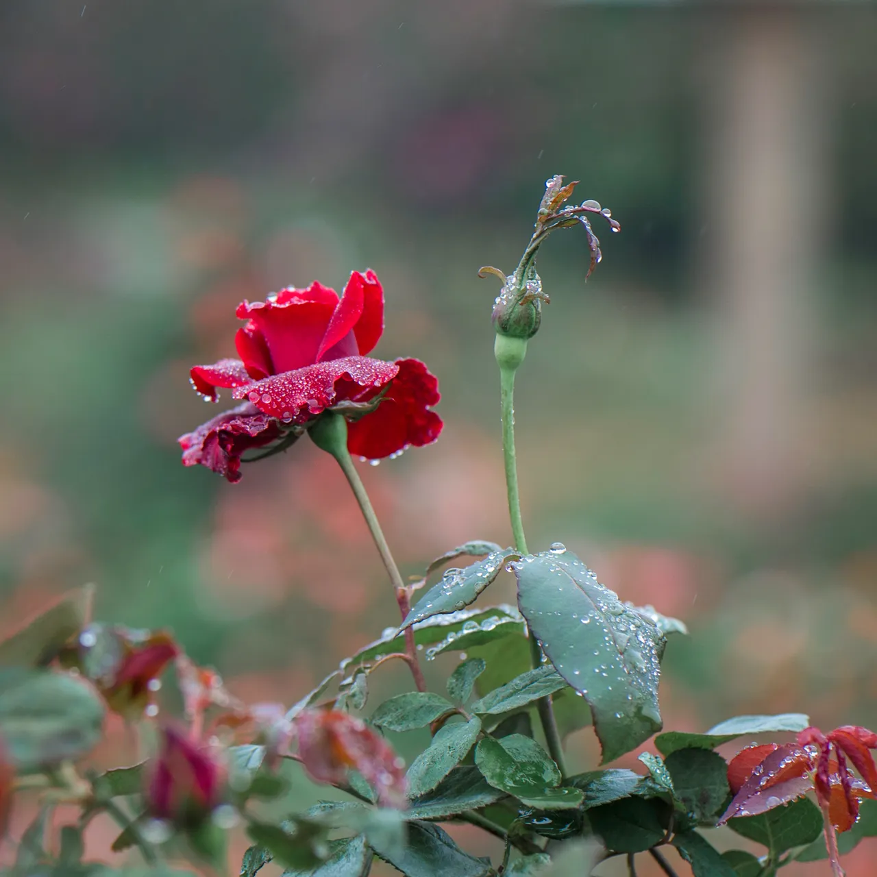 _MG_4606.JPG
