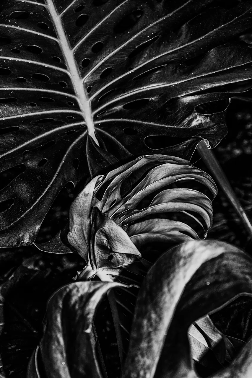 _DSC6867.jpg