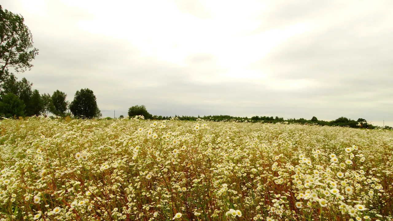 DSC04288.JPG