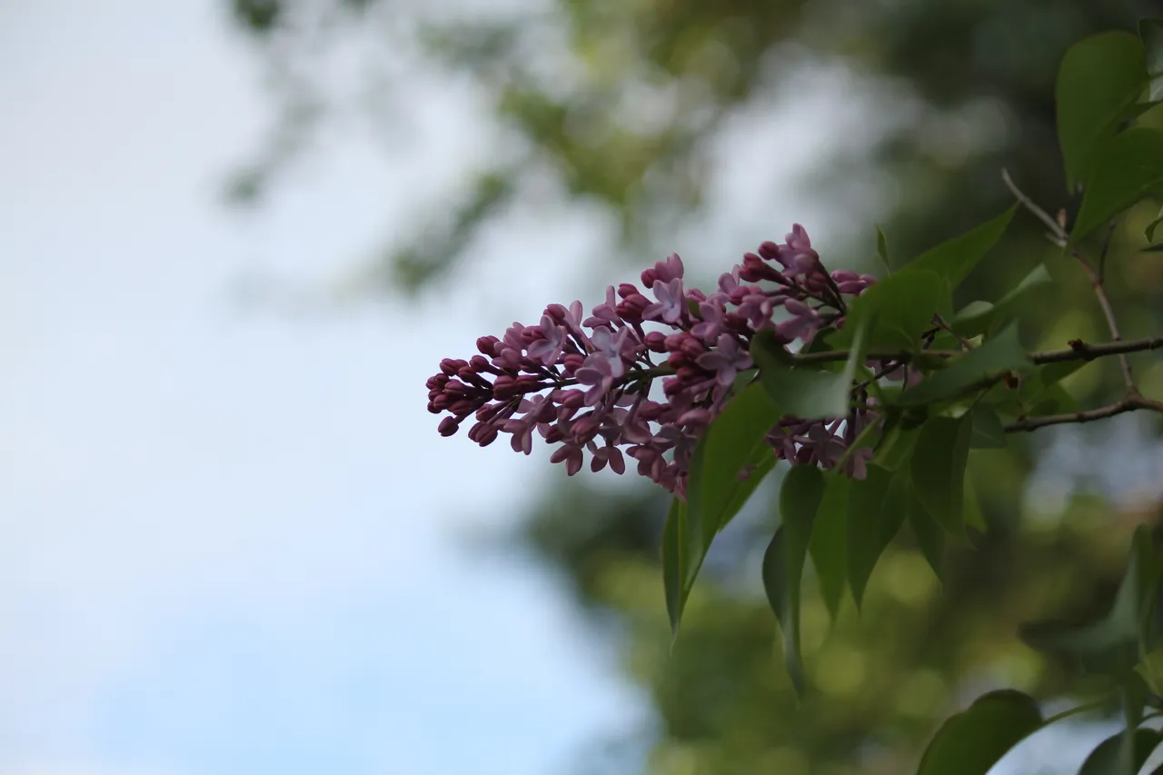 IMG_7499.JPG