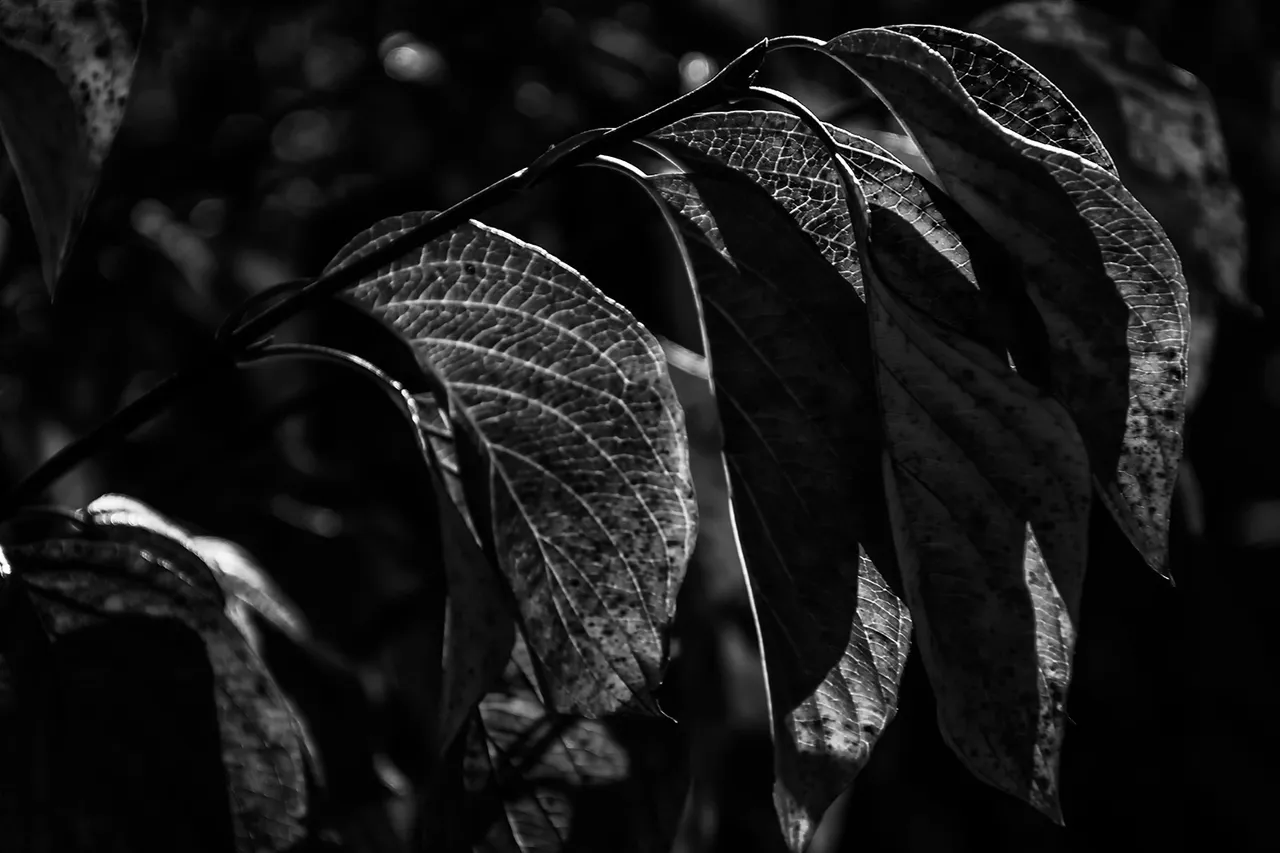 _DSC7888.jpg