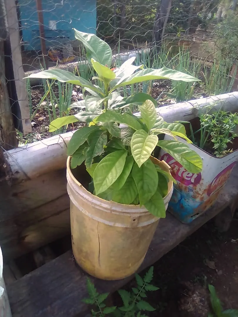 aguacate.jpg