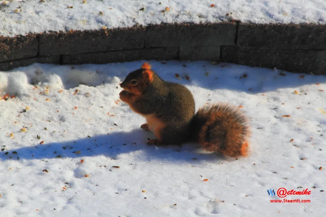 squirrel IMG_0142.JPG