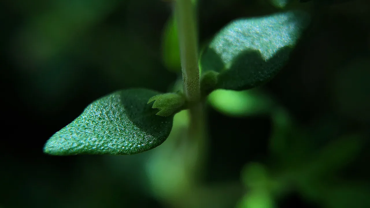 Macro photograph of thyme leaves and flowers