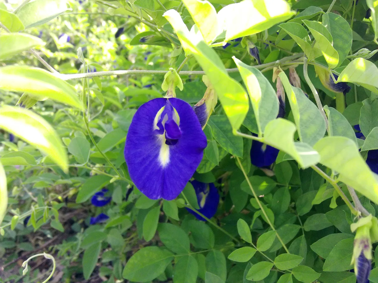 IMAG0098.JPG