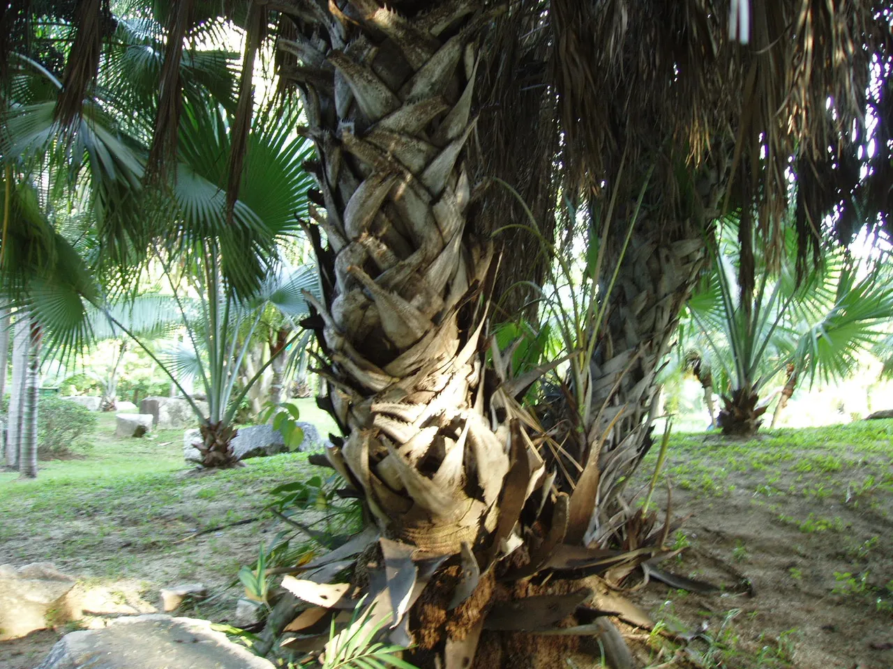 Queen Sirikit Park - palms