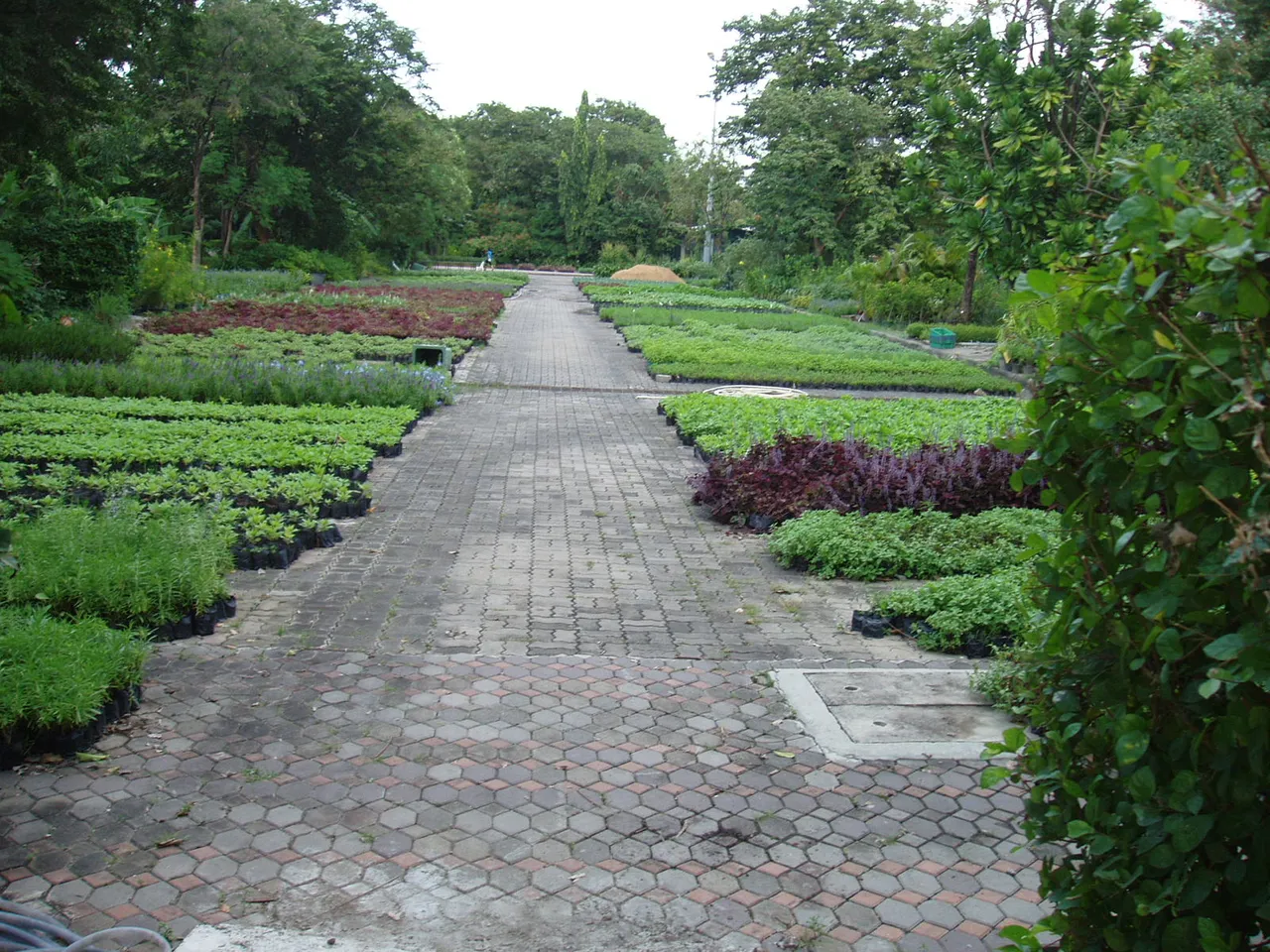 Queen Sirikit Park - seedlings