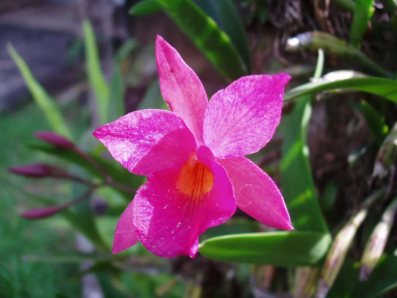 Queen Sirikit Park - orchids