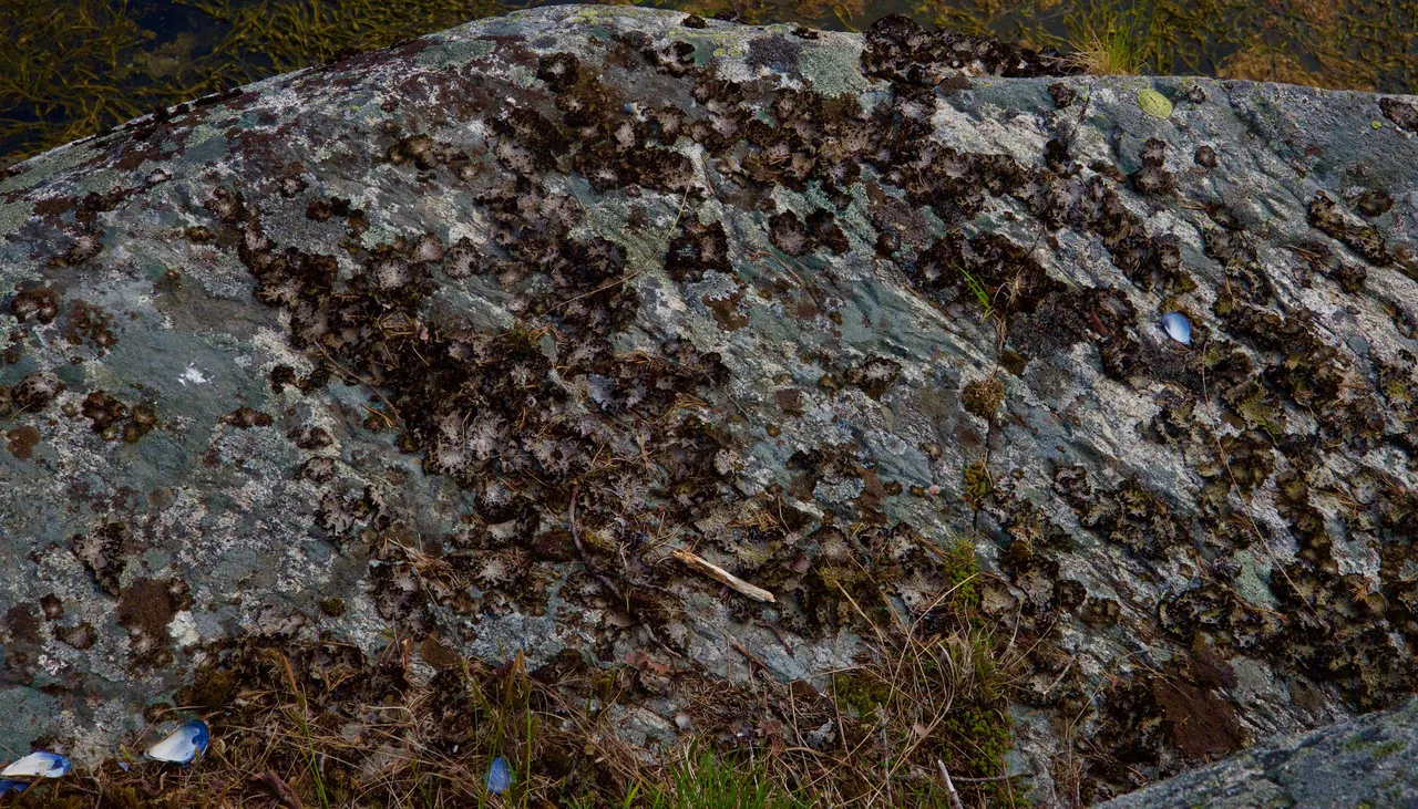 DSC_1519.jpg