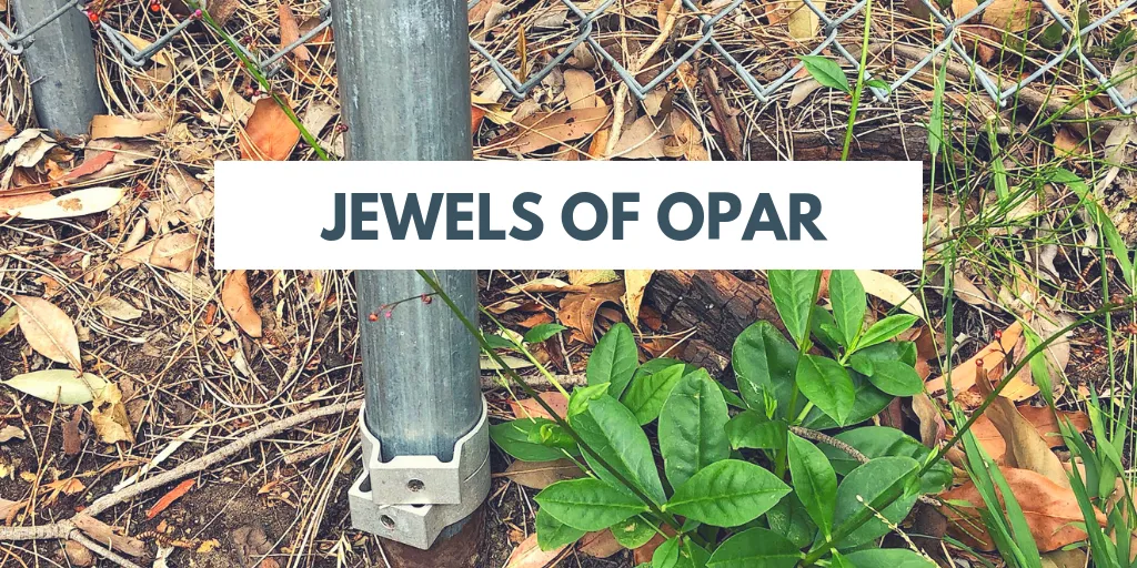 Found a Jewels of Opar aka Fake Ginseng on the side of the road