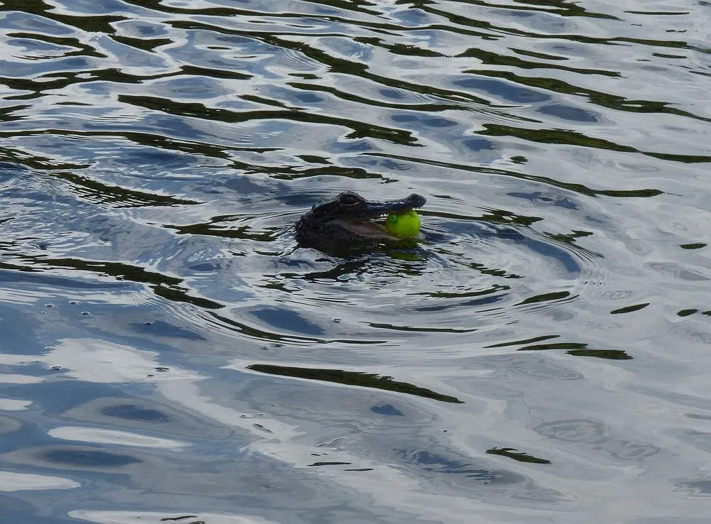 P1090514.jpg