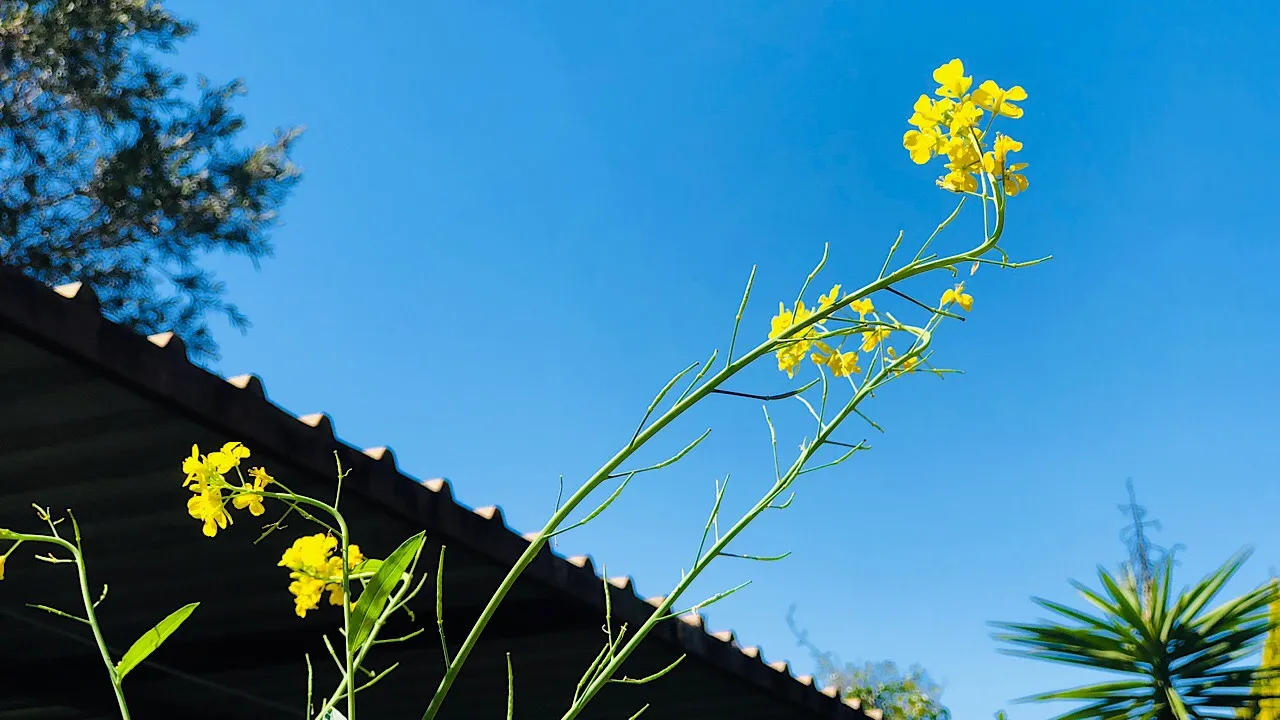 Mustard greens flowers