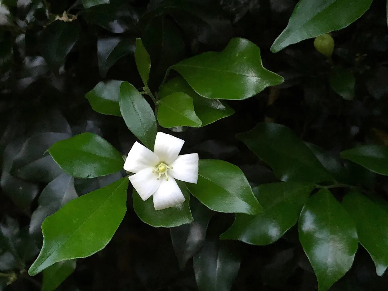 Orange Jasmine flower