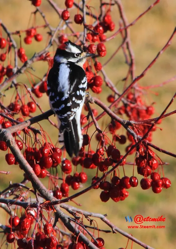 Downy Woodpecker IMG_0279.JPG